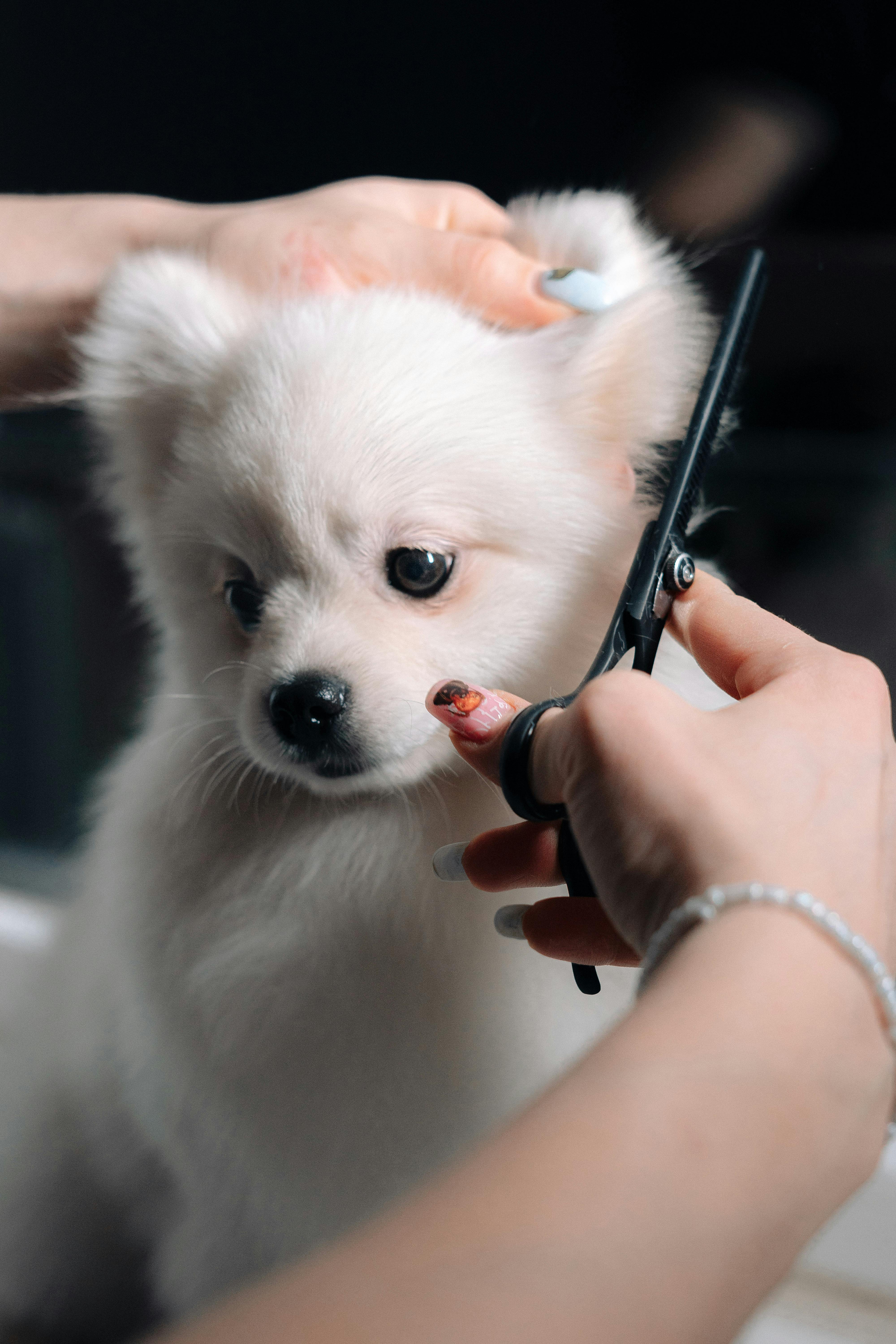 Breed-specific styling showcase