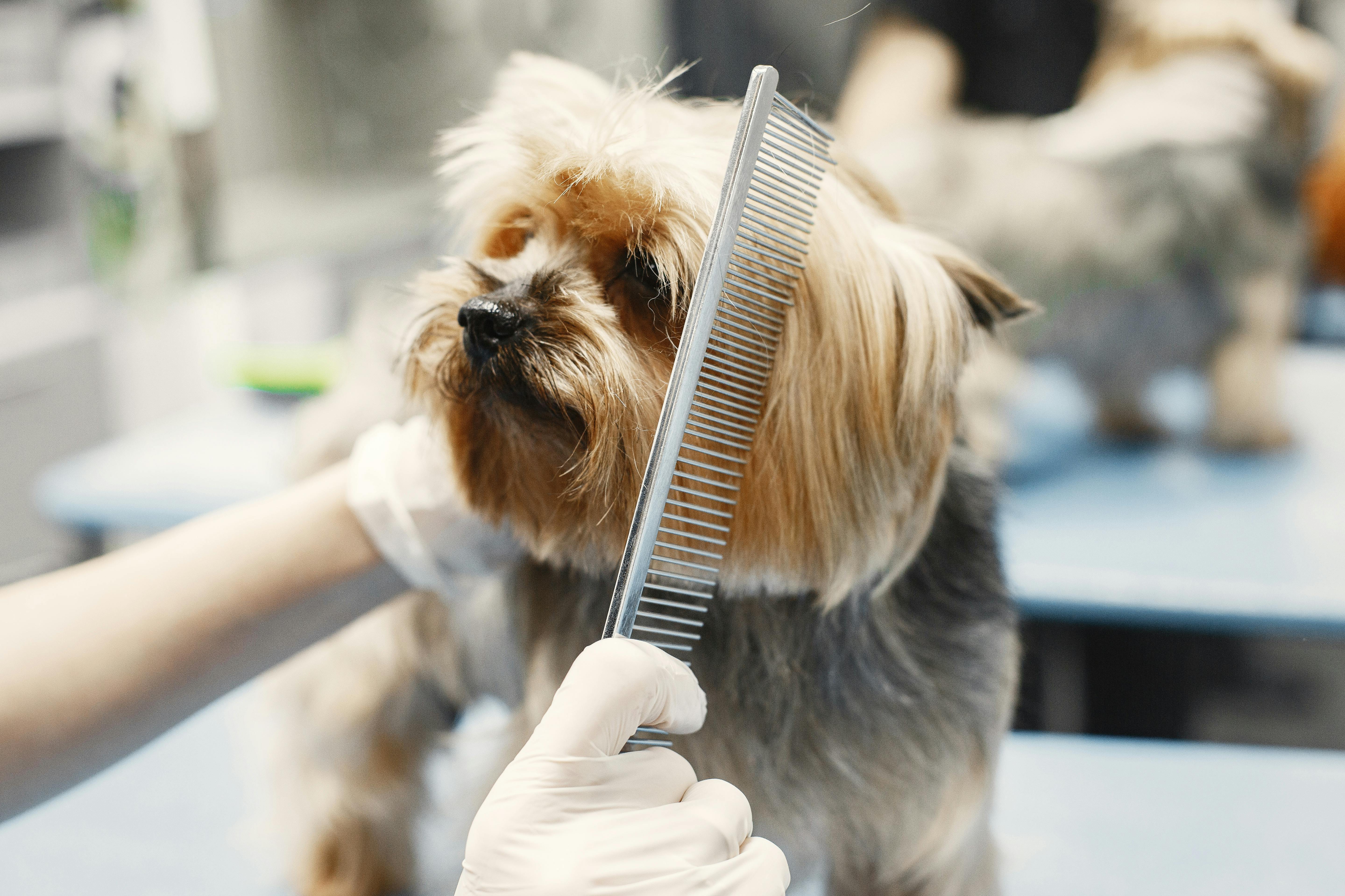 Full grooming service being performed on a happy dog
