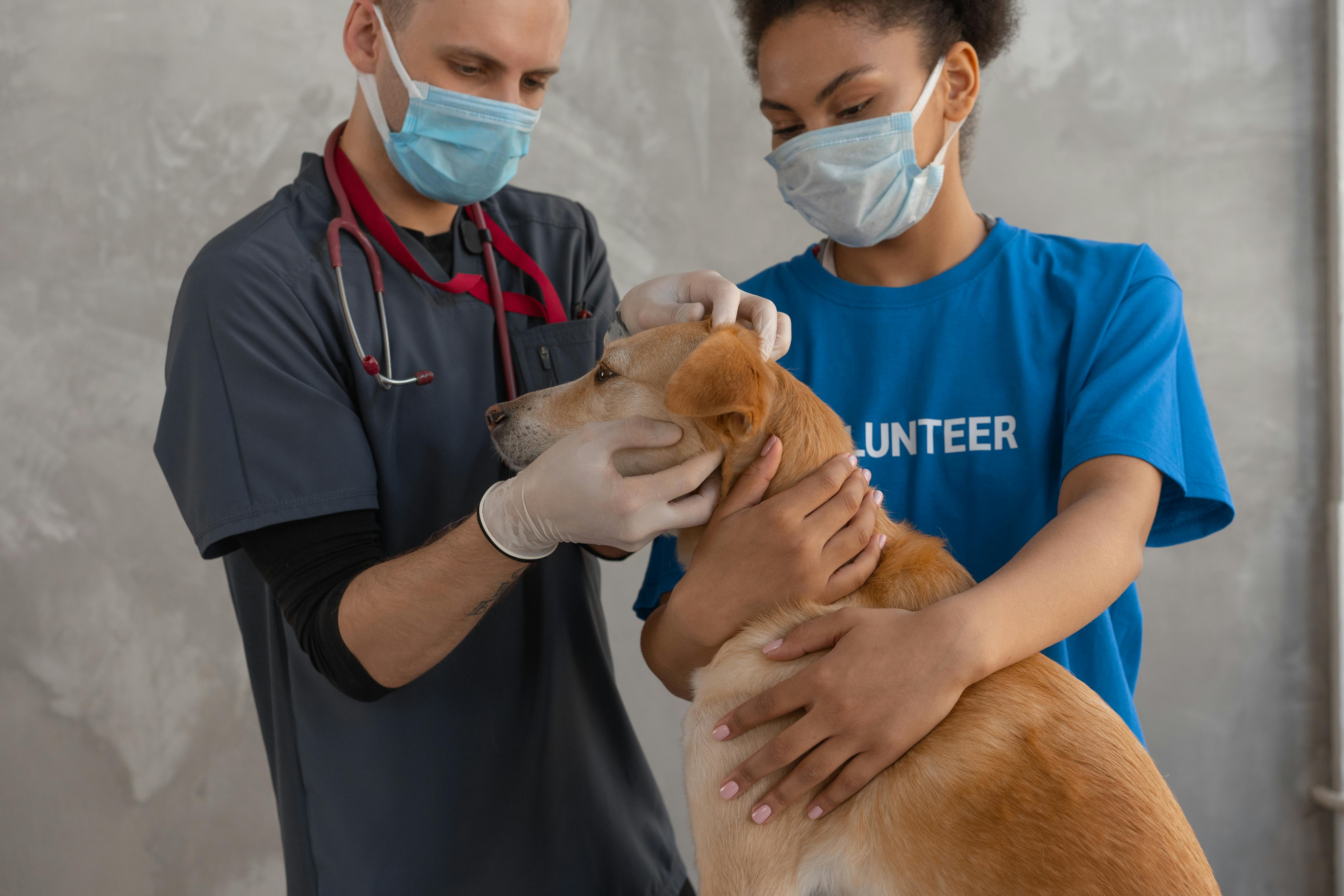 Senior pet receiving gentle care