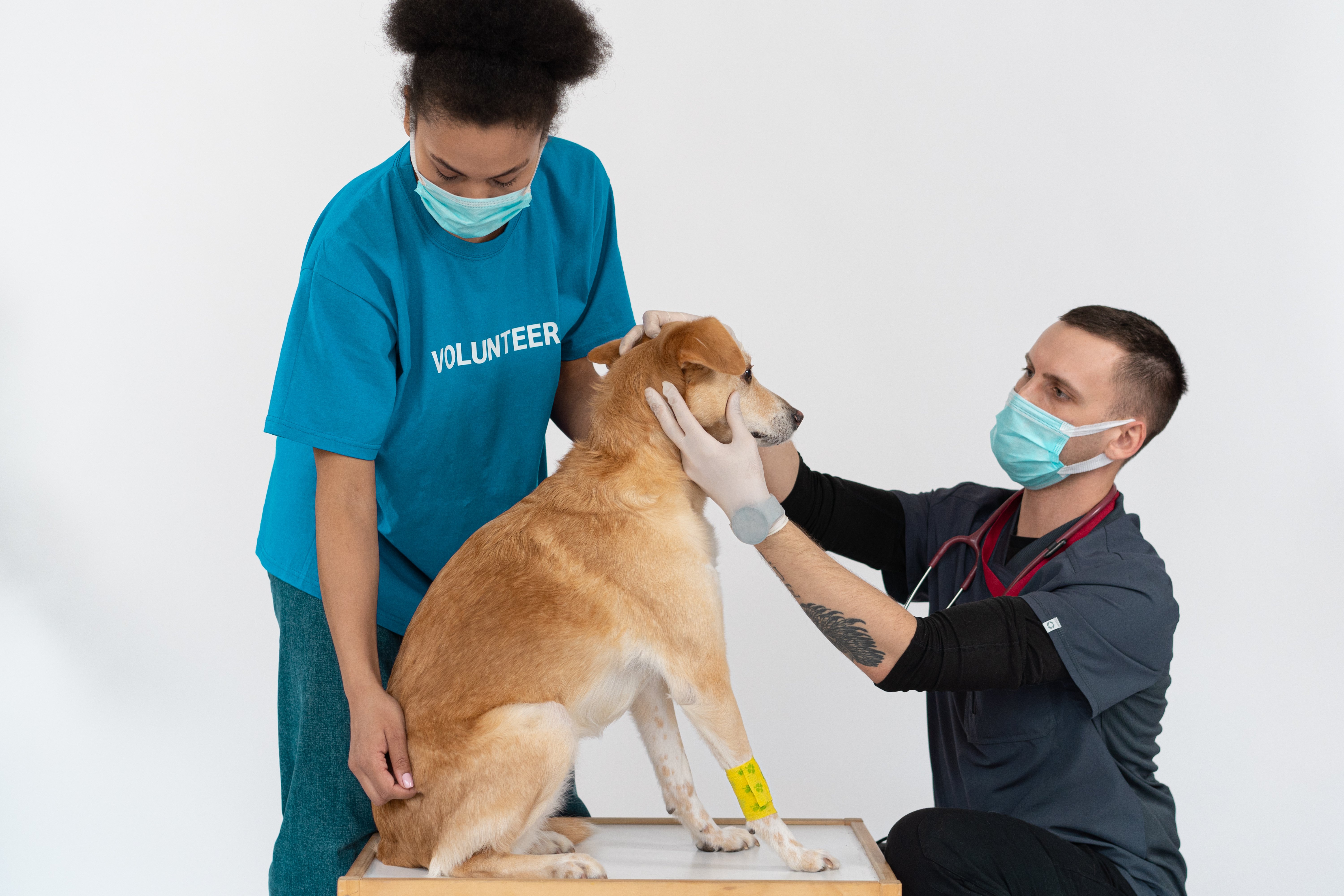 De-shedding treatment for a fluffy pet