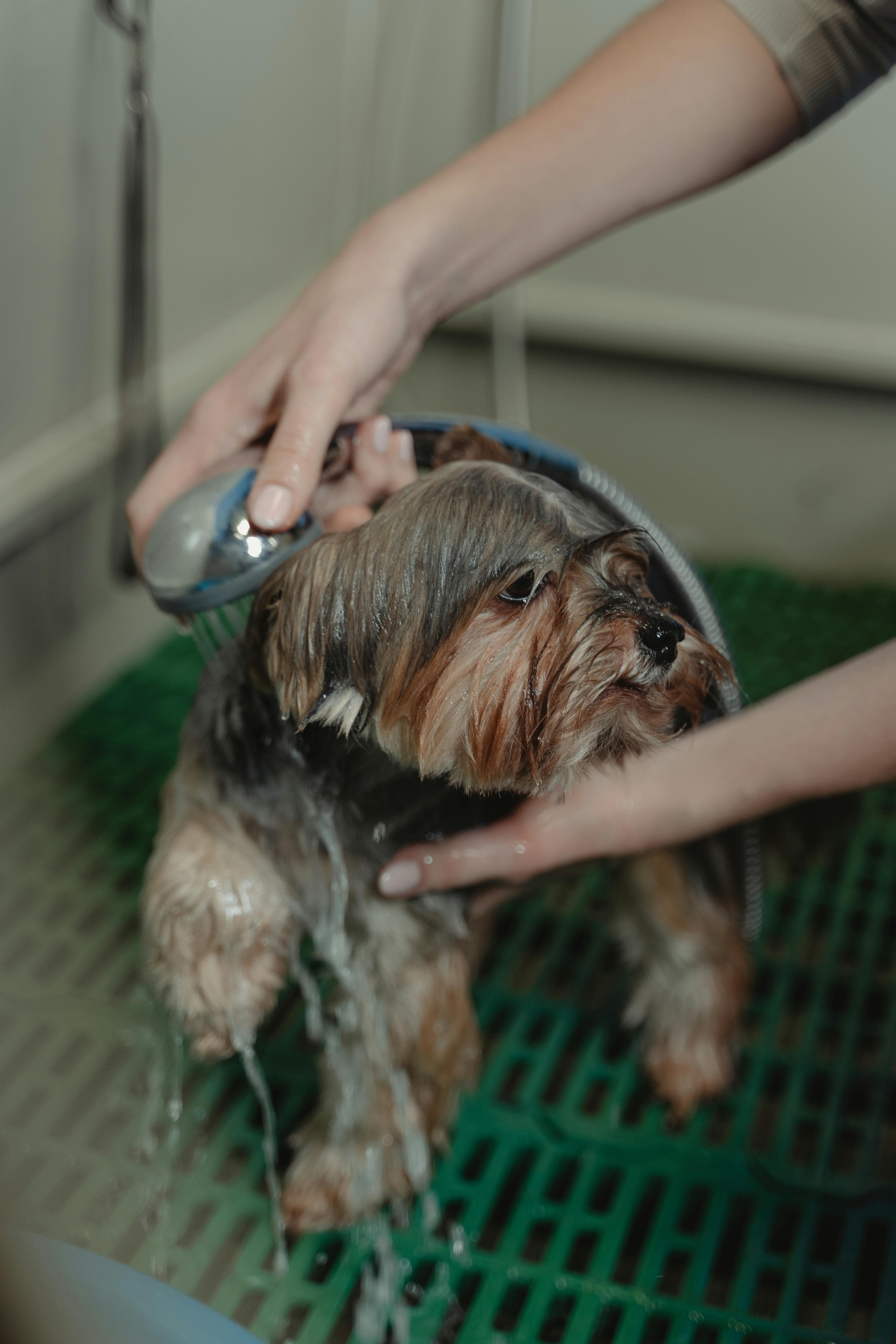 Ear cleaning service for a pet